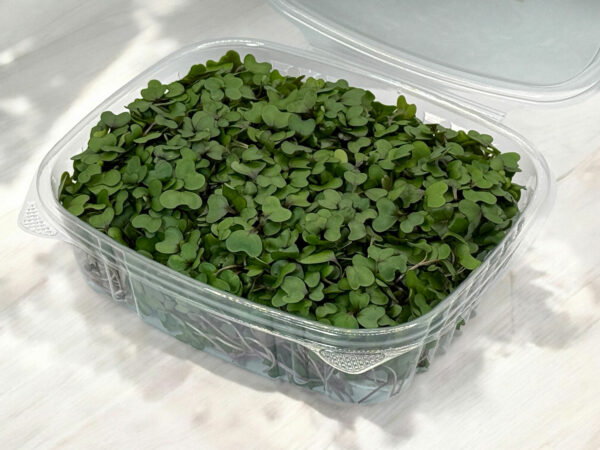 red-cabbage-microgreens-chou-rouge-micropousses-2
