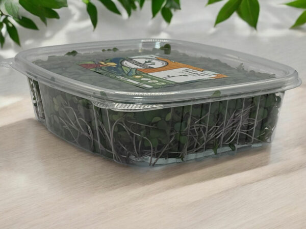 red-cabbage-microgreens-chou-rouge-micropousses-3