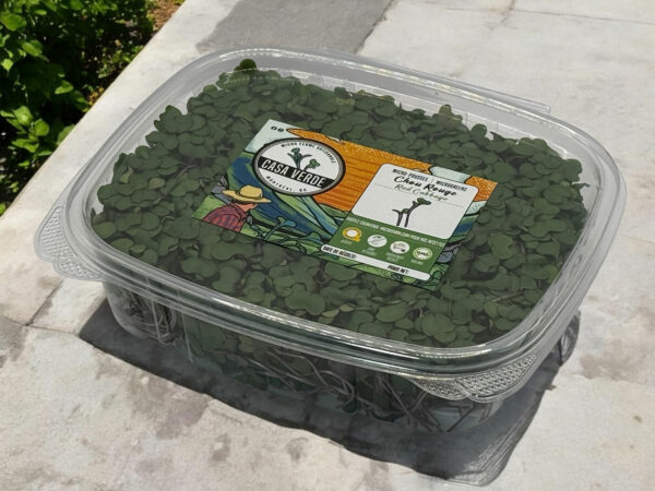 red-cabbage-microgreens-chou-rouge-micropousses-4