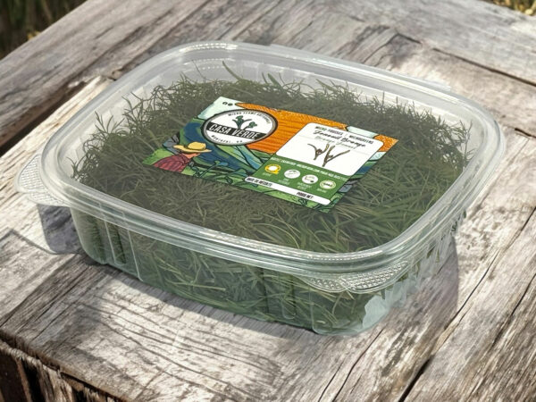 bronze-fennel-microgreens-1