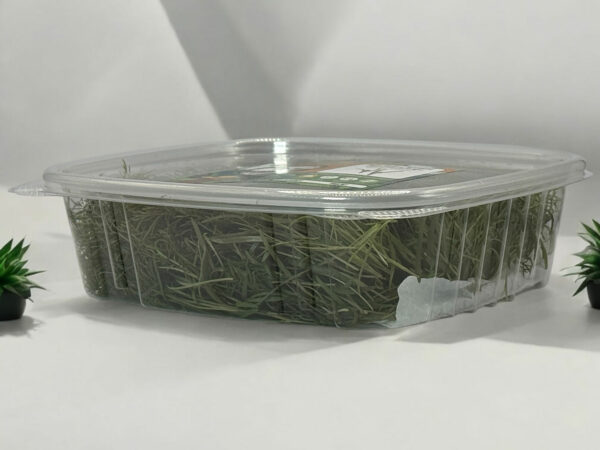 bronze-fennel-microgreens-2