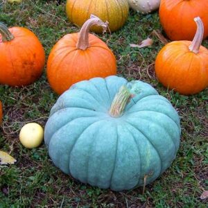 blue-pumkin-seeds-heirloom-chef-cooking