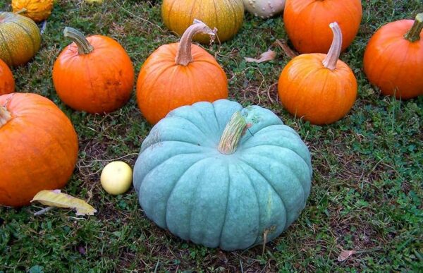 blue-pumkin-seeds-heirloom-chef-cooking