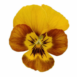 honeybee-sorbet-viola-hero