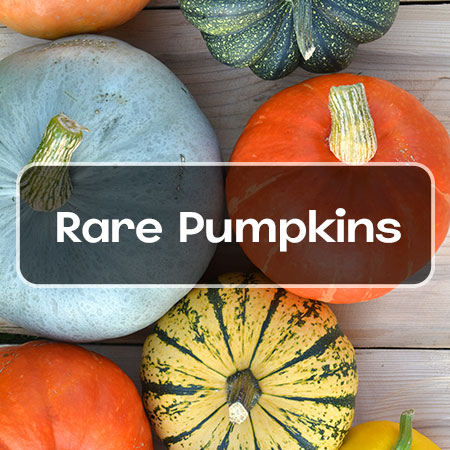 pumpkin-seed-category-image