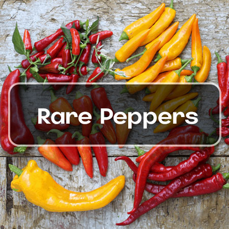 rare-pepper-seeds-chef-culinary-category-image