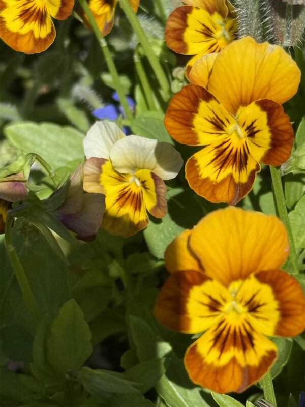 sorbet-honeybee-viola-yellow-1