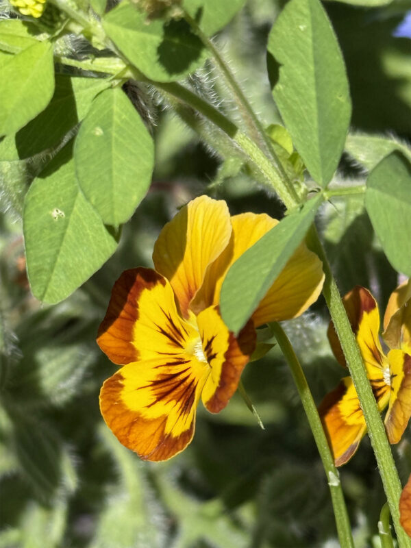 sorbet-honeybee-viola-yellow-2
