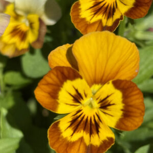 sorbet-honeybee-viola-yellow